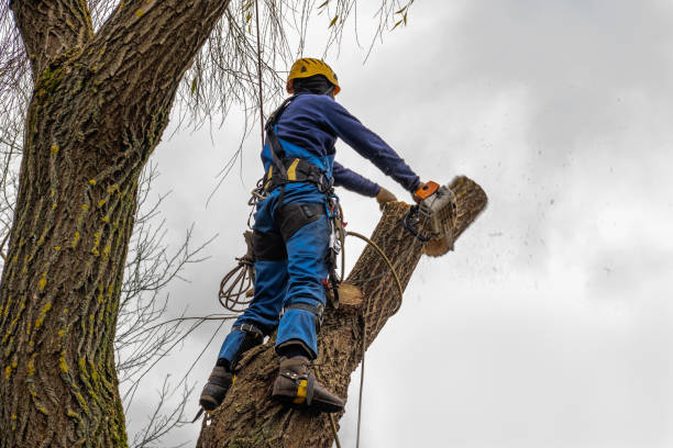 Best Tree Preservation Services  in USA